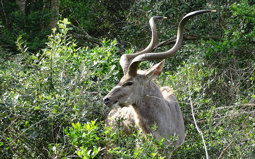 Kudu imiSimangaliso Wetland Park in St. Lucia