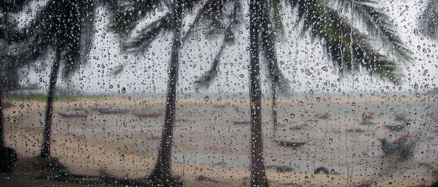 Palmen im Regen