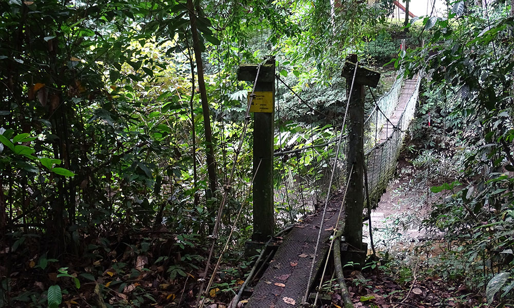 Hängebrücke im Dschungel im Danum Valley