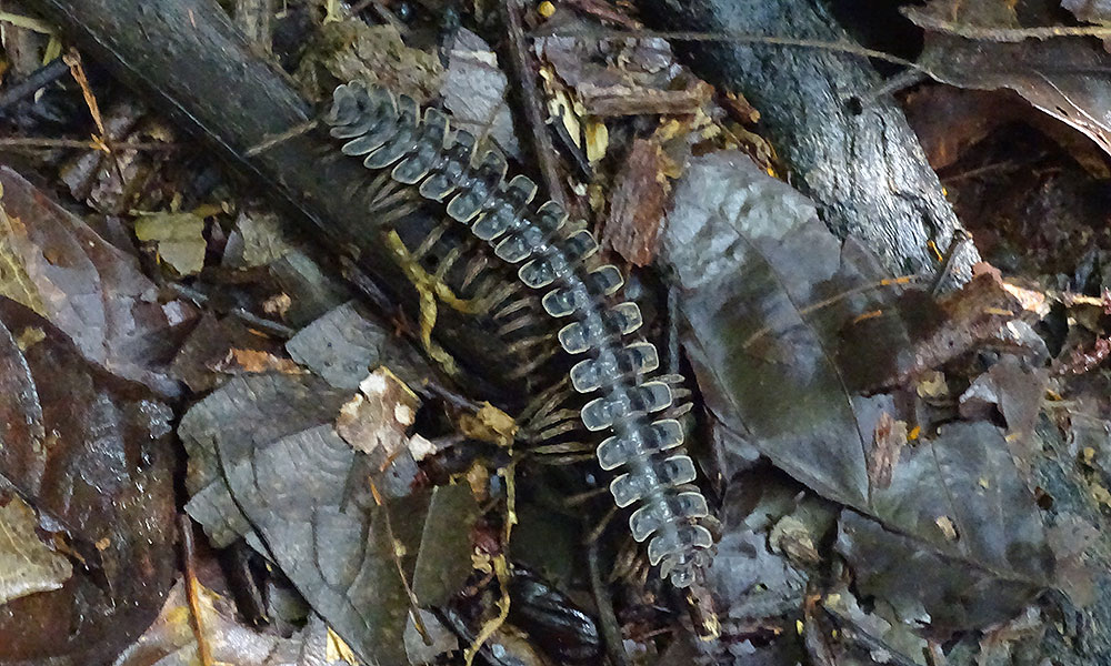 Tausendfüssler am Waldboden in Danum Valley