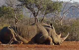 Tierführer: Schlafendes Nashorn in Südafrika