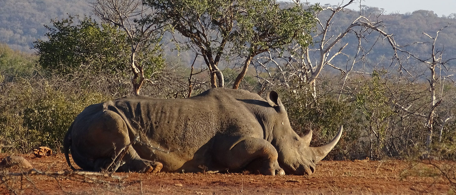 Tierführer: Schlafendes Nashorn in Südafrika