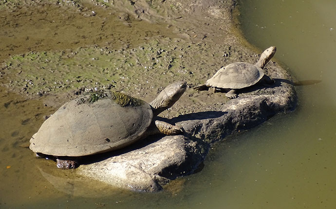 Schildkröte