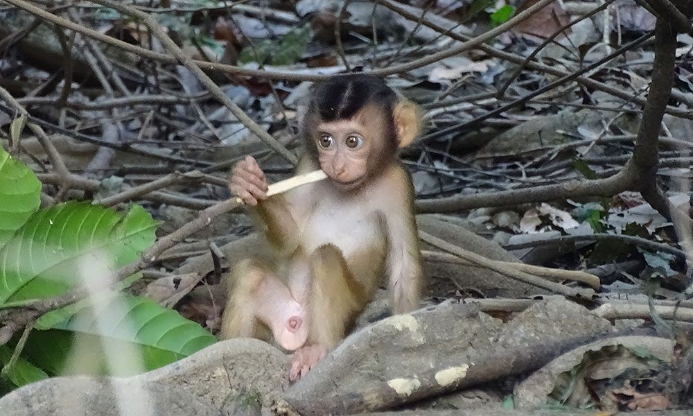 Baby-Affe mit großen Augen