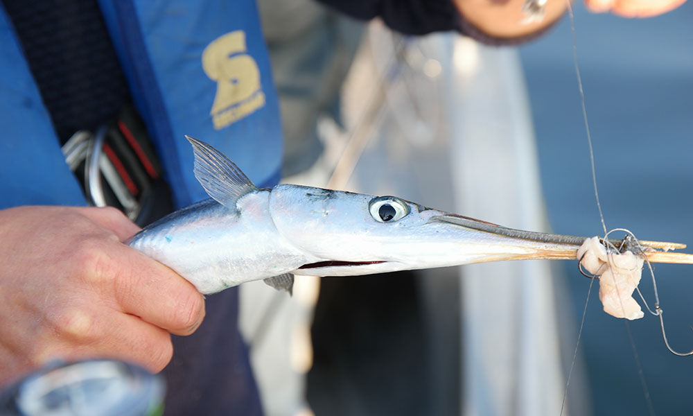 Fisch mit Haken im Maul