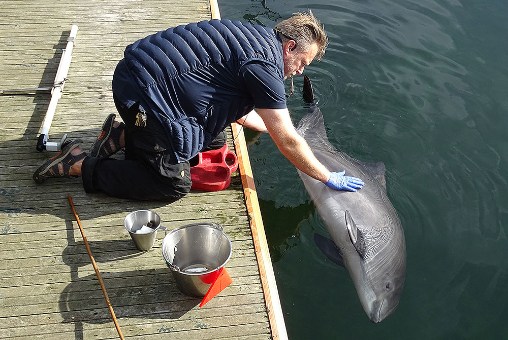 Biologe untersucht Wal im Wasser