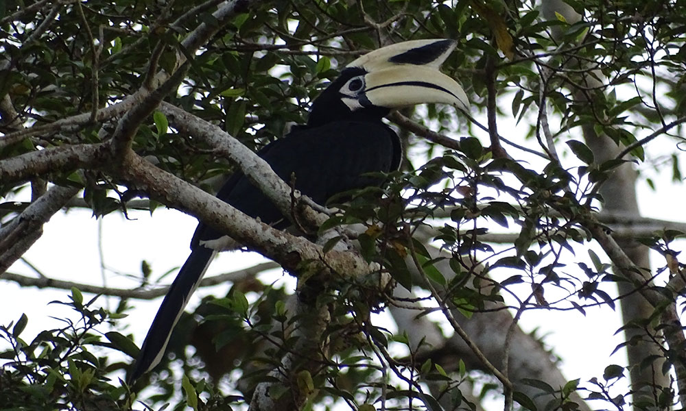 Nashornvogel im Baum am Kinabatangan