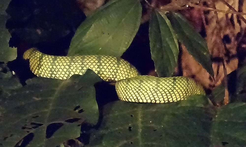 Grüne Viper