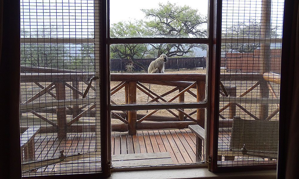 Affe vor dem Fenster im Hluhluwe-iMfolozi-Park