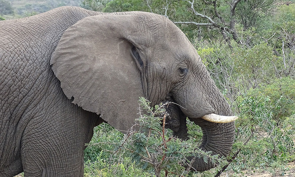 Elefant in Nahaufnahme