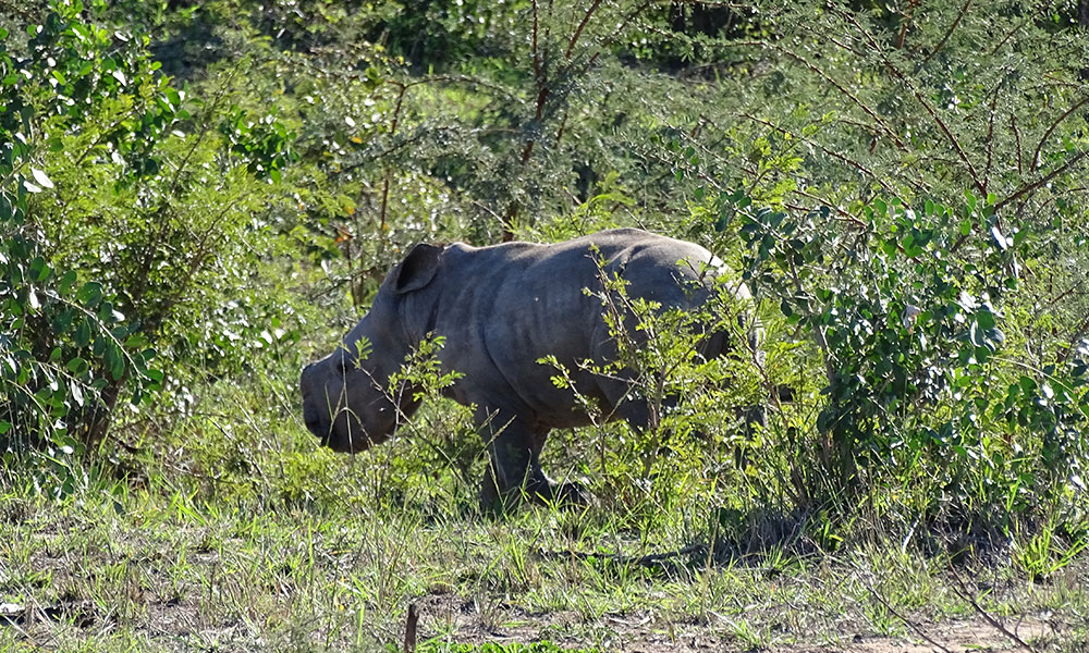 Baby-Nashorn ohne Horn