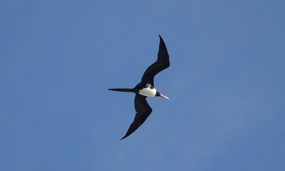 Fregattvogel im Flug