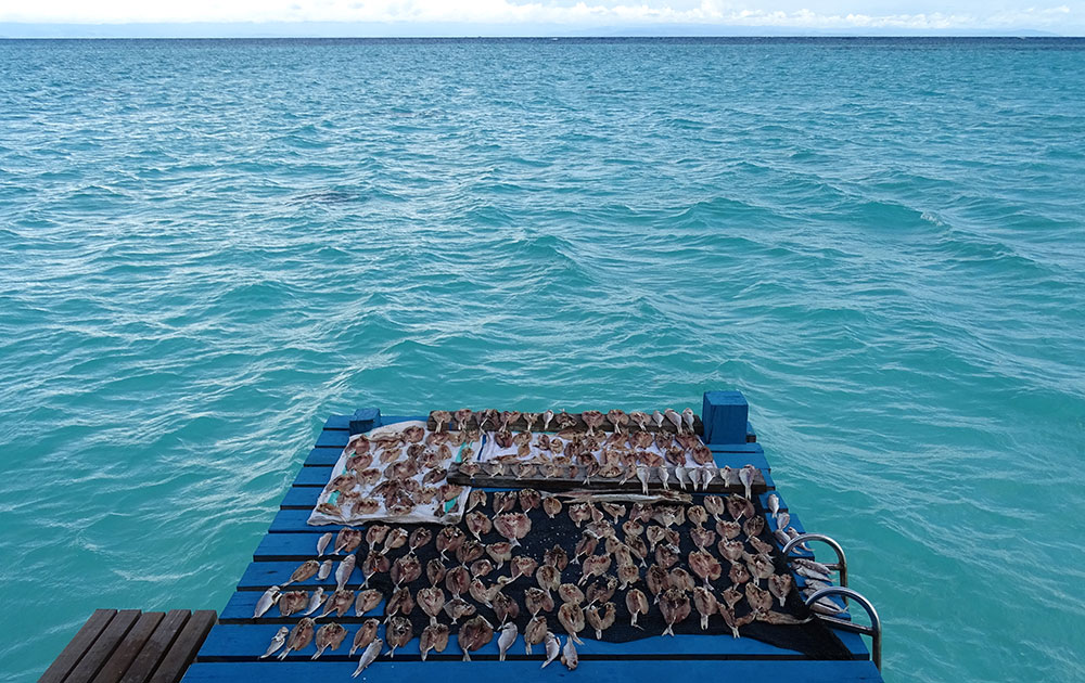 Fische am Meer zum Trocken ausgelegt