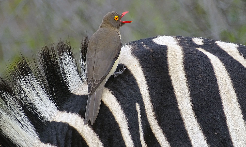 Vogel sitzt auf Zebra