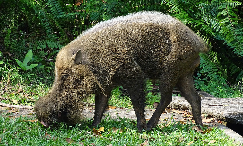 Bartschwein im Bako Nationalpark