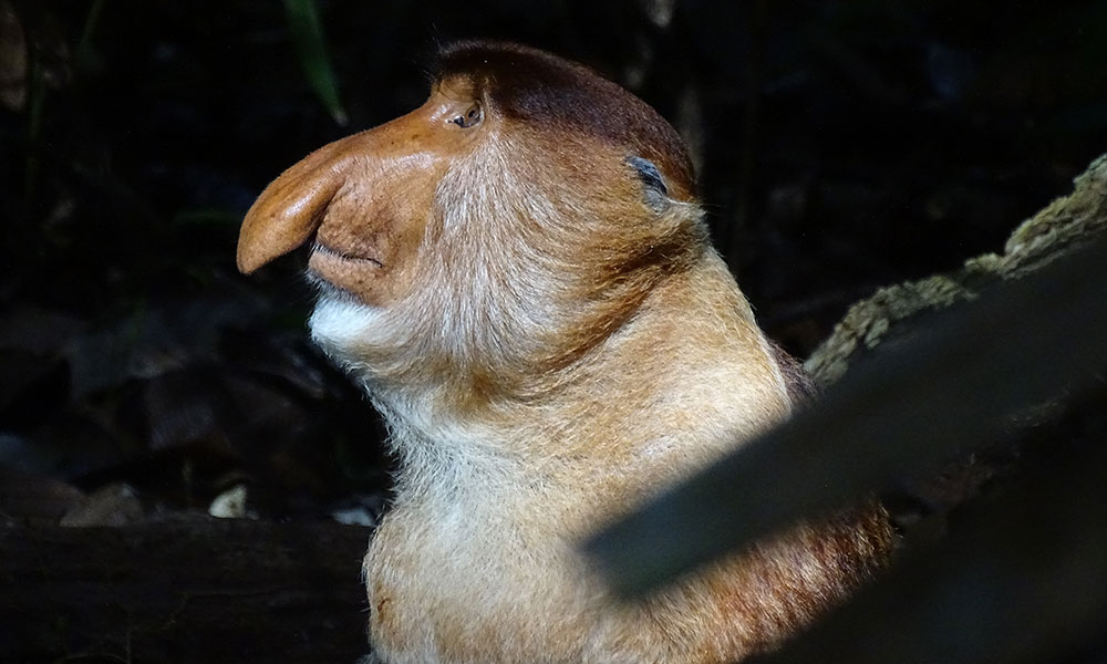 Nasenaffe im Profil im Bako Nationalpark