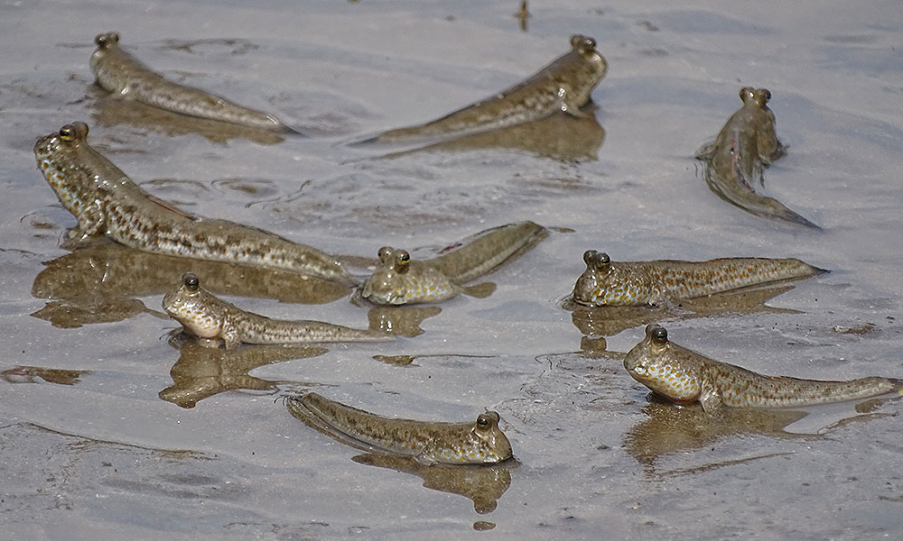 Schlammspringer im Bako Nationalpark