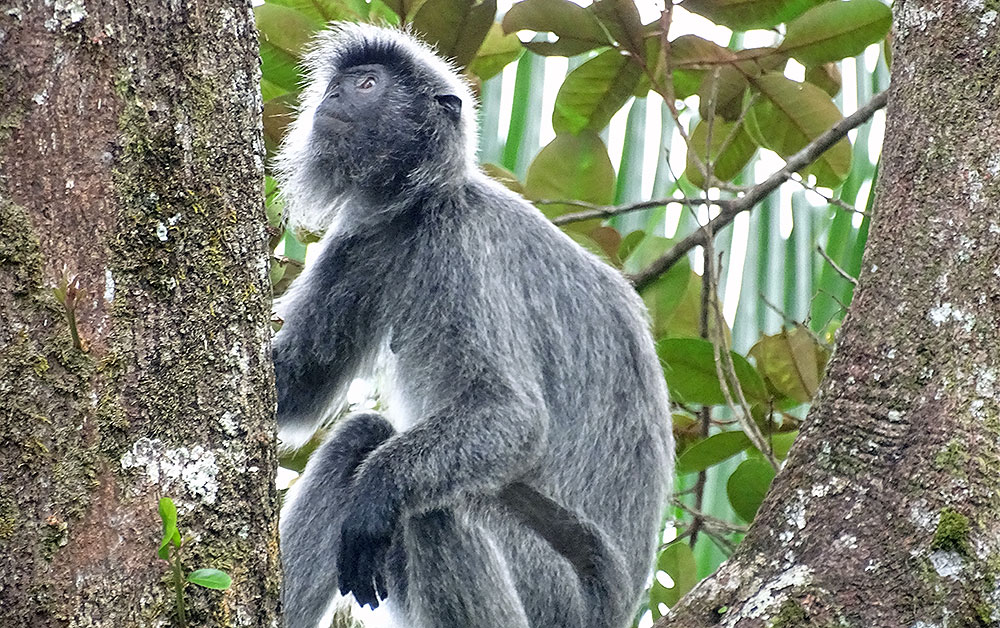 Grauer Affe im Bako Nationalpark