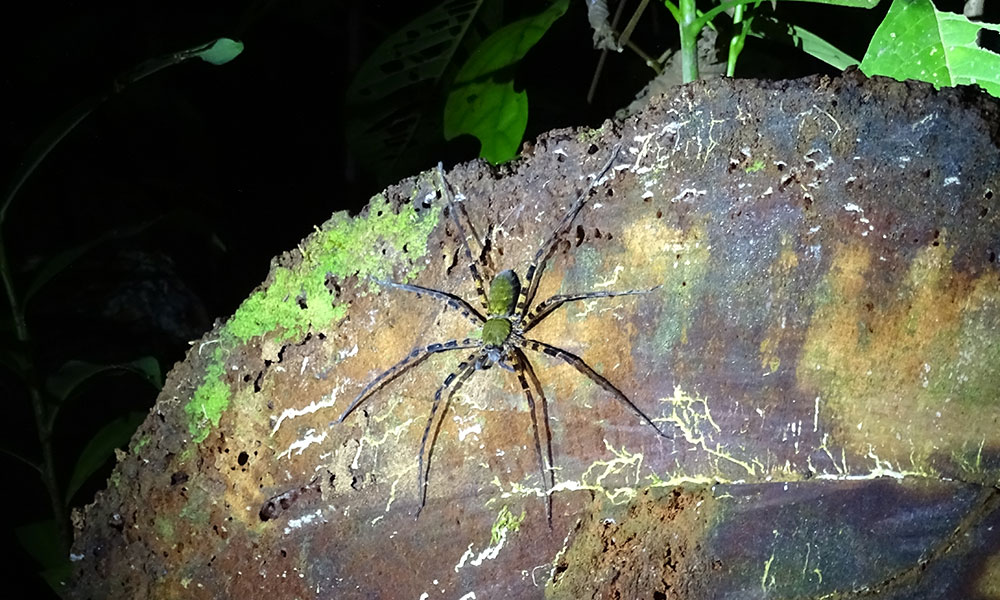 Große Spinne auf einem Stein