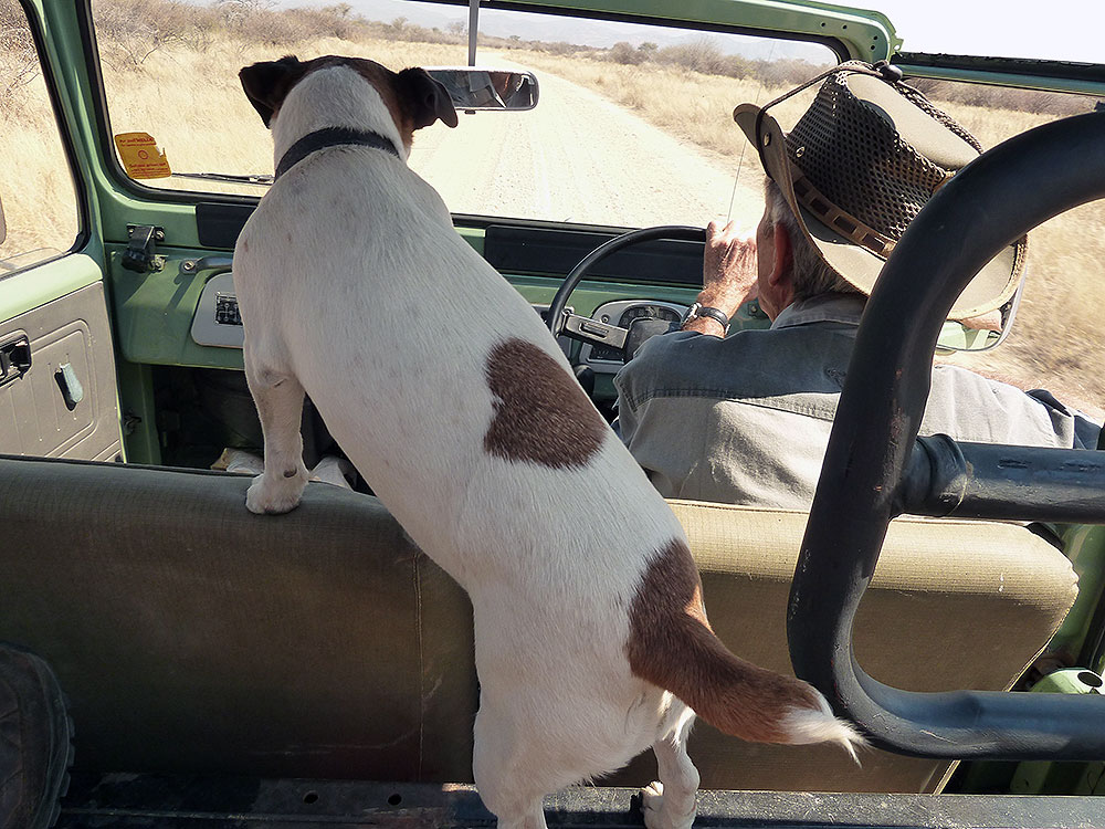 Hund schaut aus dem Autofenster