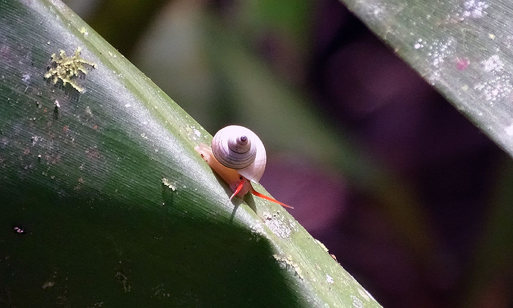 Eine Schnecke auf einem Blatt im Kubah Nationalpark