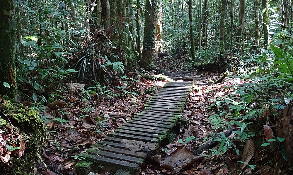 Ein Weg durch den Dschungel im Kubah Nationalpark