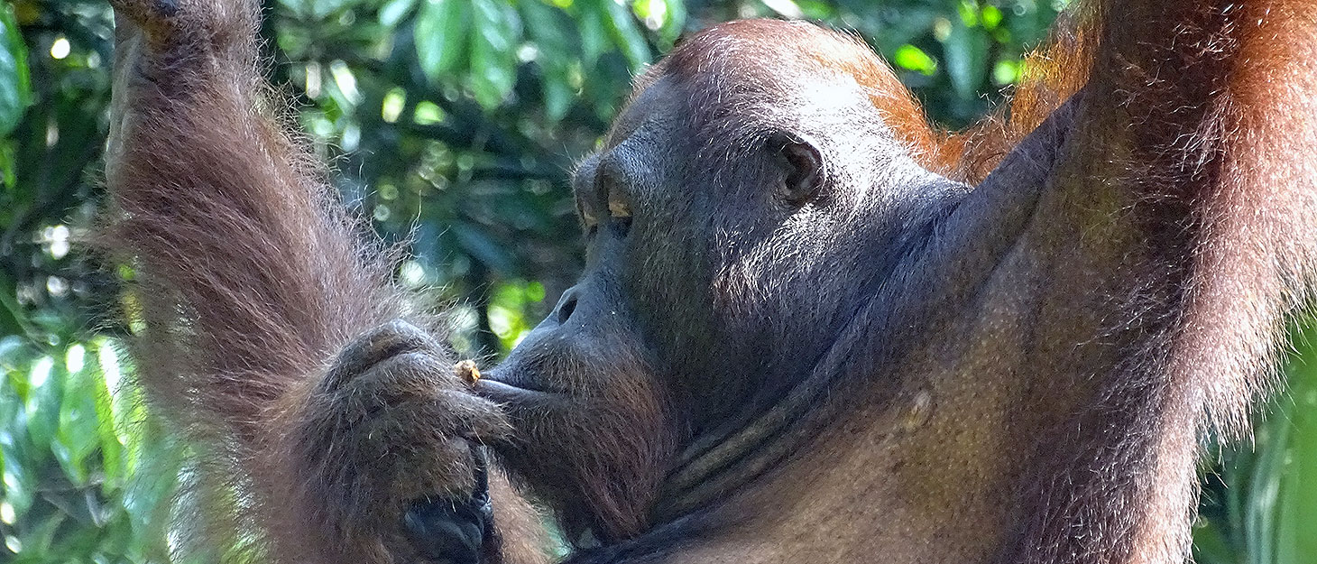 Orang-Utan in Semenggoh bei Kuching