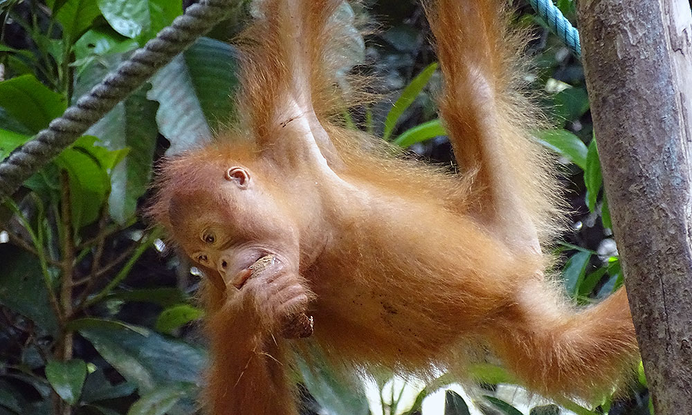 Orang-Utan-Baby in Semenggoh