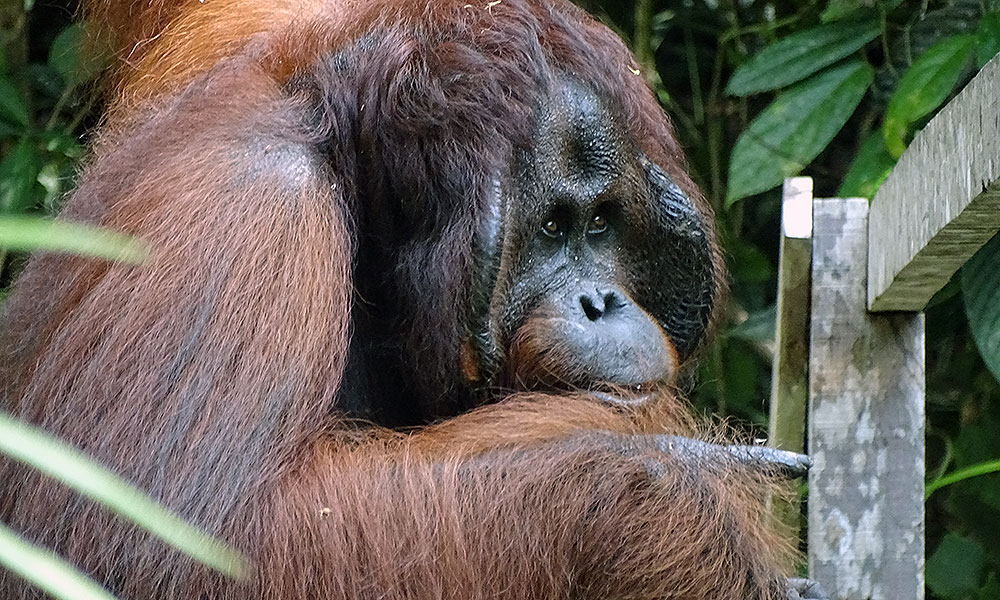 Männlicher Orang-Utan in Semenggoh