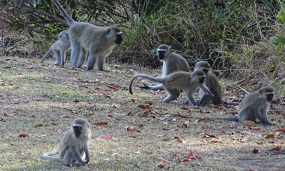 Spielende Affen