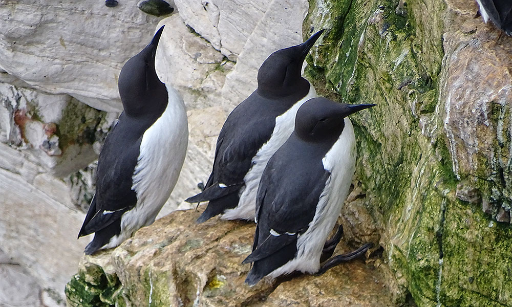 Drei Lummen an den Bempton Cliffs