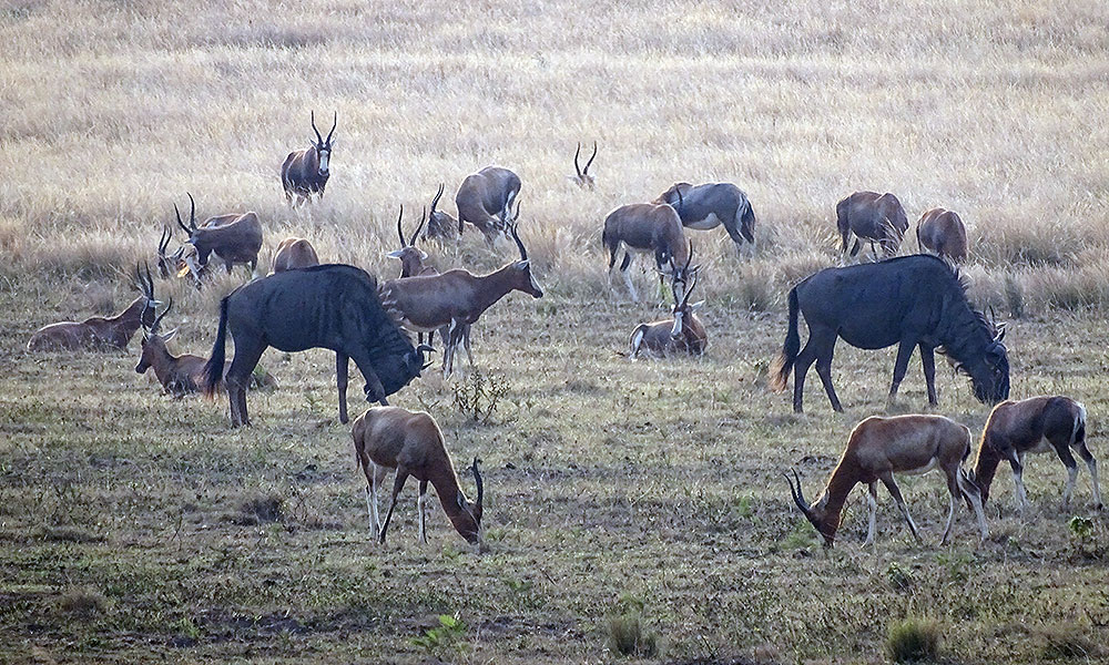 Grupen von Gnus und Antilopen