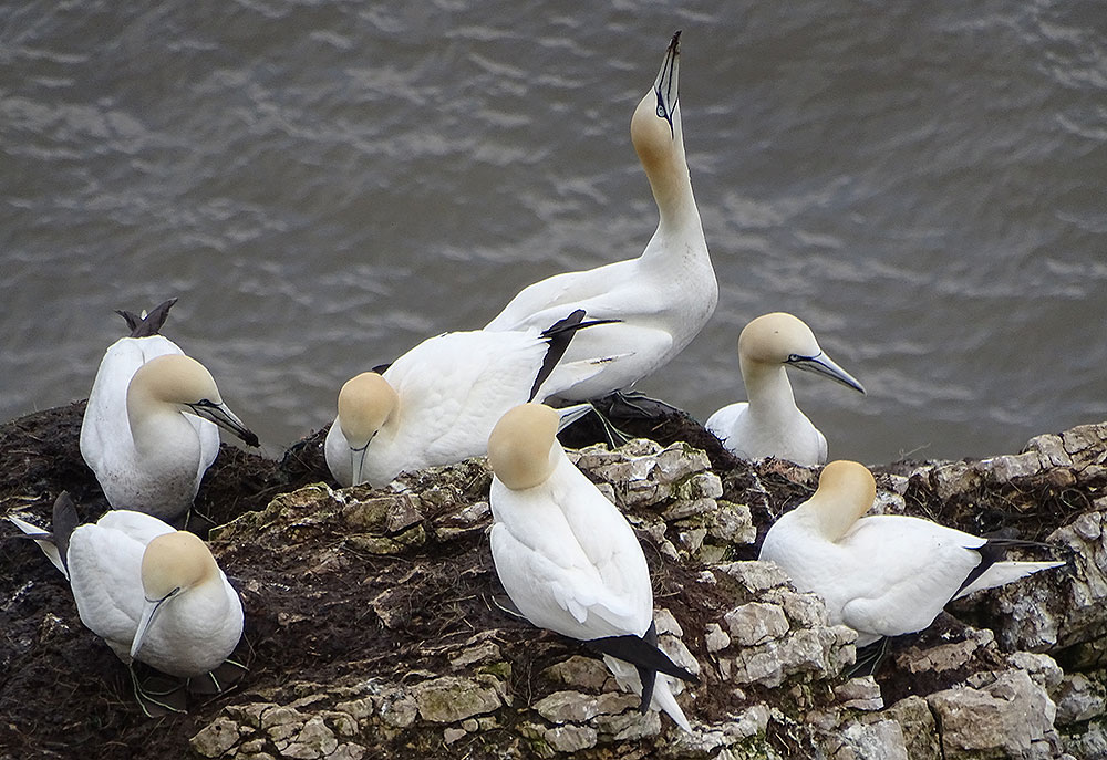 Tölpelfamilie an den Bempton Cliffs