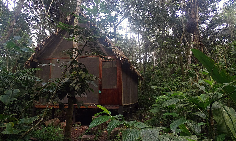 Hütte im Regenwald