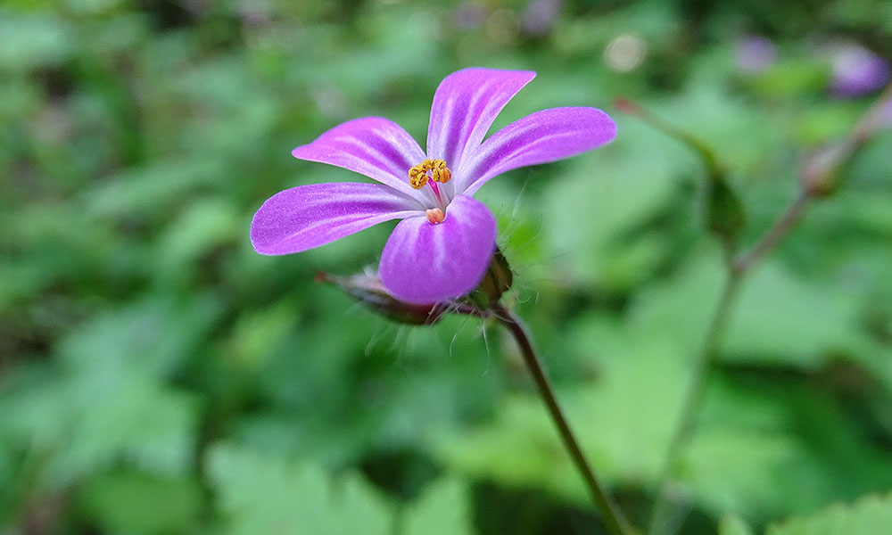Lila Blüte