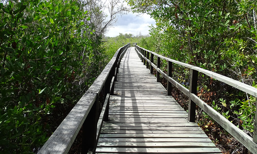 Holzbrücke in Ecuador