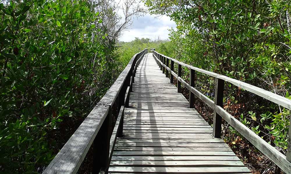 Holzbrücke in Ecuador 