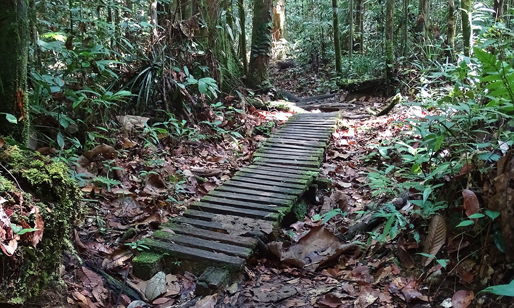 Holzplankenweg im Dschungel in Borneo