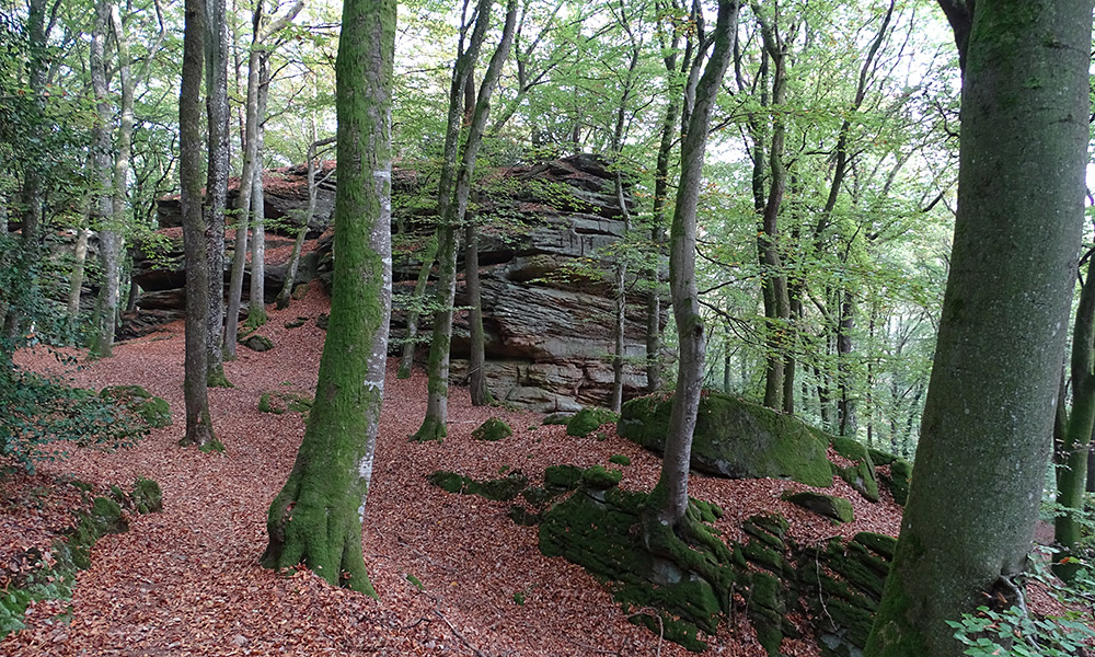 Felsen zwischen Bäumen