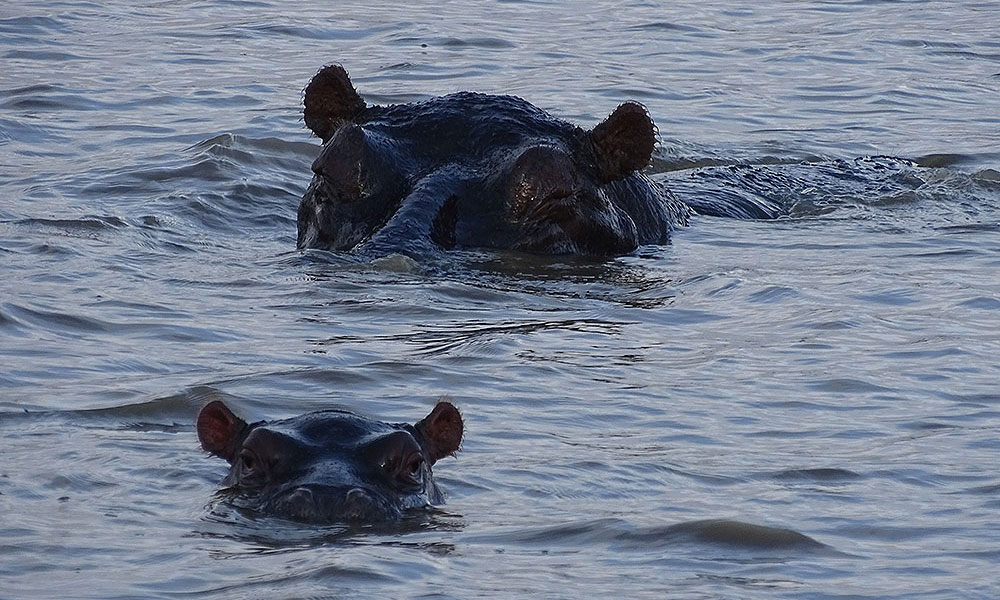 Zwei Flusspferdeim Wasser