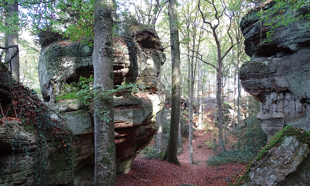 Felsen im Wald