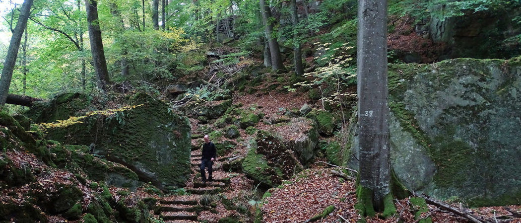 Mann wandert im Wald im Deutsch-Luxemburgischen Naturpark