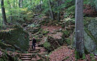 Mann wandert im Wald im Deutsch-Luxemburgischen Naturpark