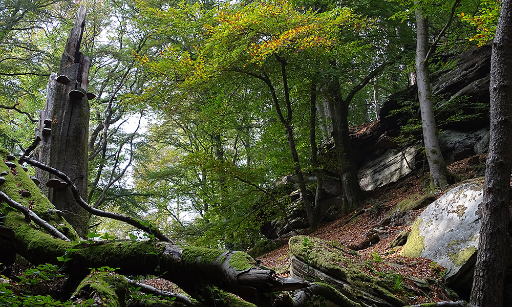 Felsenlandschaft im Wald