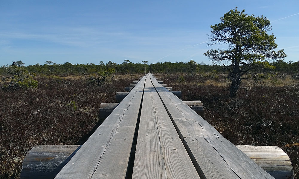 Holzbohlenweg durchs Moor