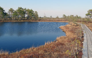 Holzbohlenweg am See im Moor von Estland