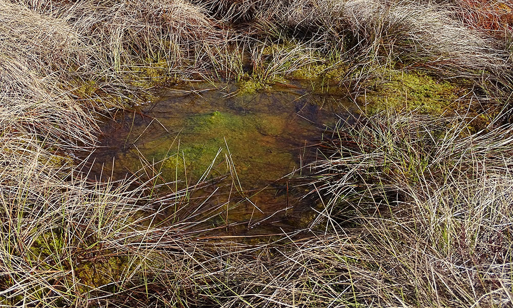 Wasserloch im Moor