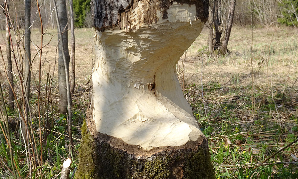 Von Bibern fast durchgefressener Baum