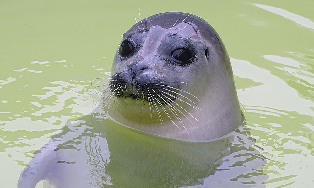 Seelöwe im Pool