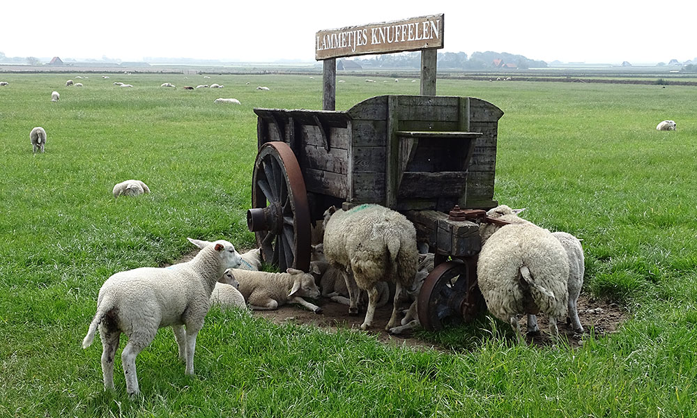 Schild "Lammetjes knuffele" mit Schafen